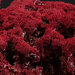 Genuine Red Pipe Organ Coral // Ver. 2