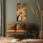 Vibrant Views // Among Aspens (16"H x 48"W x 0.5"D)