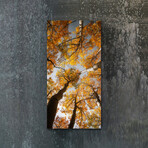 Vibrant Views // Among Aspens (16"H x 48"W x 0.5"D)