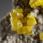 Natural Sulfur Crystal Clusters In Aragonite Covered Matrix + Acrylic Display Stand