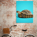 Tortoise Tank (10"H x 8"W x 0.75"D)