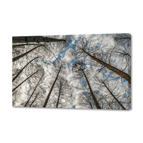 Low Angle Big Trees, West Lake, Hangzhou, China (12"H x 8"W x 0.75"D)