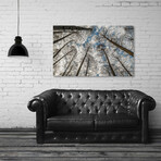 Low Angle Big Trees, West Lake, Hangzhou, China (12"H x 8"W x 0.75"D)