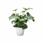 Bloom Botanica // Flower Pot (Small)