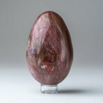 Genuine Polished Petrified Wood Egg with Acrylic Display Stand // V1