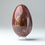 Genuine Polished Petrified Wood Egg with Acrylic Display Stand // V1