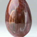 Genuine Polished Petrified Wood Egg with Acrylic Display Stand // V1