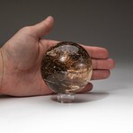 Genuine Polished Petrified Wood Sphere with Acrylic Display Stand