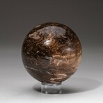 Genuine Polished Petrified Wood Sphere with Acrylic Display Stand