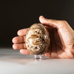 Genuine Polished Petrified Wood Egg with Acrylic Display Stand // V3