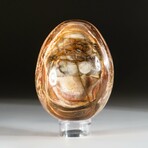 Genuine Polished Petrified Wood Egg with Acrylic Display Stand // V3