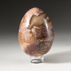 Genuine Polished Petrified Wood Egg with Acrylic Display Stand // V2