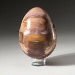 Genuine Polished Petrified Wood Egg with Acrylic Display Stand // V2