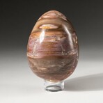 Genuine Polished Petrified Wood Egg with Acrylic Display Stand // V2