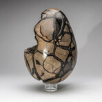 Large Genuine Septarian Druzy Egg with Acrylic Display Stand // V1