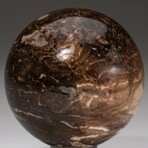 Genuine Polished Petrified Wood Sphere with Acrylic Display Stand