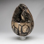 Large Genuine Septarian Druzy Egg with Acrylic Display Stand // V1