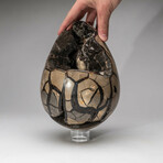 Large Genuine Septarian Druzy Egg with Acrylic Display Stand // V1