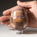 Genuine Polished Petrified Wood Egg with Acrylic Display Stand // V2