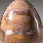 Genuine Polished Petrified Wood Egg with Acrylic Display Stand // V2