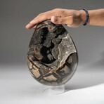 Large Genuine Septarian Druzy Egg with Acrylic Display Stand // V2