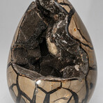 Large Genuine Septarian Druzy Egg with Acrylic Display Stand // V1