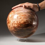 Giant Petrified Wood Sphere with Acrylic Display Stand