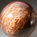 Giant Petrified Wood Sphere with Acrylic Display Stand