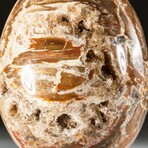 Genuine Polished Petrified Wood Egg with Acrylic Display Stand // V3