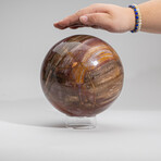 Large Genuine Polished Petrified Wood Sphere with Acrylic Display Stand