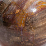 Large Genuine Polished Petrified Wood Sphere with Acrylic Display Stand