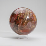 Large Genuine Polished Petrified Wood Sphere with Acrylic Display Stand