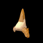 Cretalamna Shark Tooth