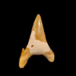 Cretalamna Shark Tooth