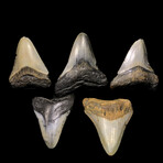 Megalodon Tooth // 2.5" - 3.1" High