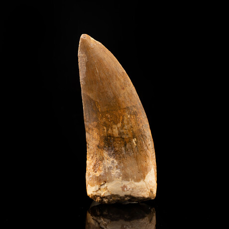 African T. Rex Tooth // Ver. 2