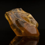 Dominican Amber With Organic Matter // 2.44 Lb.