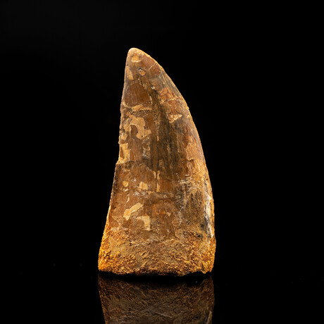 African T. Rex Tooth // 3.75" High