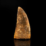 African T. Rex Tooth // 3.75" High