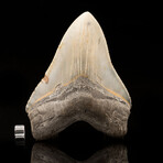 Megalodon Tooth // 6.1" High
