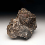 Opalized Ammonite with Seashells
