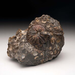 Opalized Ammonite with Seashells