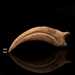 Spinosaurus Hand Claw // Ver. 1