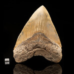 Megalodon Tooth // Ver. 2