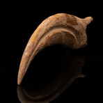 Spinosaurus Hand Claw // Ver. 1