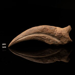 Spinosaurus Hand Claw // Ver. 2