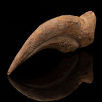 Spinosaurus Hand Claw // Ver. 2