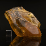 Dominican Amber With Organic Matter // 2.44 Lb.