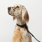 Diggs Buckle Collar // Medium (Ash)