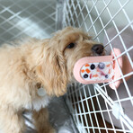 Groov Crate Training Aid (Navy)